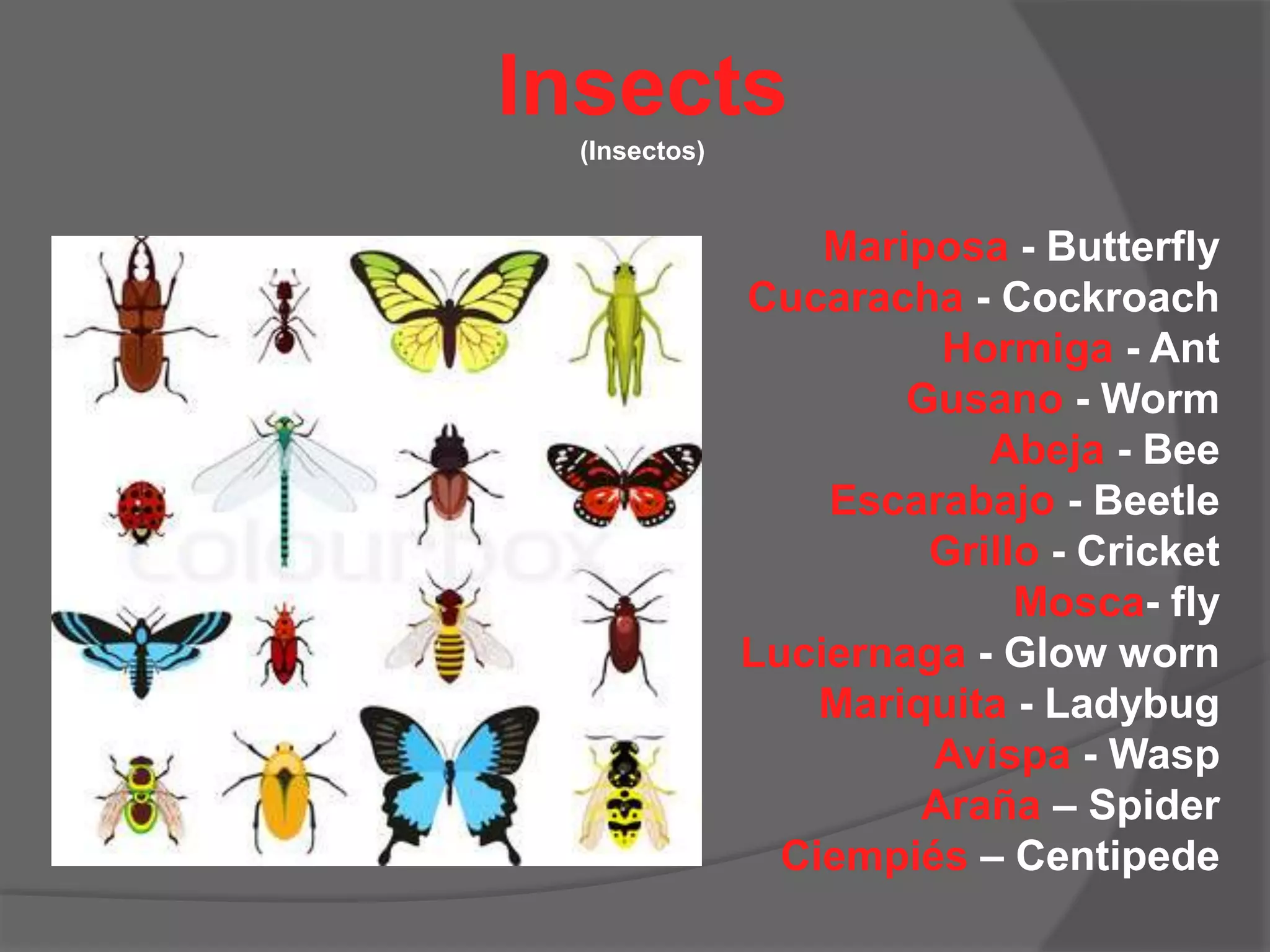 Animals - Animales | PPT | Free Download