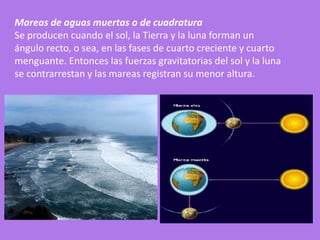 Mareas de aguas muertas o de cuadratura
Se producen cuando el sol, la Tierra y la luna forman un
ángulo recto, o sea, en las fases de cuarto creciente y cuarto
menguante. Entonces las fuerzas gravitatorias del sol y la luna
se contrarrestan y las mareas registran su menor altura.
 