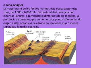 o Zona pelágica
La mayor parte de los fondos marinos está ocupada por esta
zona, de 3,000 a 6,000 mts. De profundidad, formada por
extensas llanuras, equivalentes submarinos de las mesetas. La
presencia de dorsales, que en numerosos puntos afloran dando
origen a islas oceánicas, las divide en secciones más o menos
separadas llamadas cuencas.
 