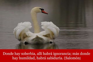 Donde hay soberbia, allí habrá ignorancia; más donde
hay humildad, habrá sabiduría. (Salomón)
 