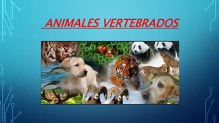 ANIMALES VERTEBRADOS
 