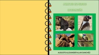 ANIMALES EN PELIGRO
DE EXTINCIÓN
AUGUSTO ALEXANDER ALAN SANCHÉZ
 