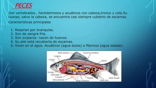 PECES
Son vertebrados , hectotermons y acuáticos con cabeza,tronco y cola.Su
cuerpo, salvo la cabeza, se encuentra casi siempre cubierto de escamas.
Características principales
1. Respiran por branquias.
2. Son de sangre fría.
3. Son ovíparos: nacen de huevos.
4. Su piel está recubierta de escamas.
5. Viven en el agua. Acuáticos (agua dulce) o Marinos (agua salada).
 