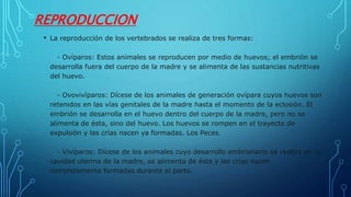 REPRODUCCION
• La reproducción de los vertebrados se realiza de tres formas:
- Ovíparos: Estos animales se reproducen por medio de huevos; el embrión se
desarrolla fuera del cuerpo de la madre y se alimenta de las sustancias nutritivas
del huevo.
- Ovovivíparos: Dícese de los animales de generación ovípara cuyos huevos son
retenidos en las vías genitales de la madre hasta el momento de la eclosión. El
embrión se desarrolla en el huevo dentro del cuerpo de la madre, pero no se
alimenta de ésta, sino del huevo. Los huevos se rompen en el trayecto de
expulsión y las crías nacen ya formadas. Los Peces.
- Vivíparos: Dícese de los animales cuyo desarrollo embrionario se realiza en la
cavidad uterina de la madre, se alimenta de ésta y las crías nacen
completamente formadas durante el parto.
 