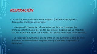 RESPIRACIÓN
• La respiración consiste en tomar oxígeno (del aire o del agua) y
desprender el dióxido de carbono.
la respiración branquial: el aire entra por la boca, pasa por las
branquias (laminillas rojas) en las que deja el oxígeno que va mezclado
con ella expulsa el agua por el opérculo (lamina que cubre las branquias).
La respiración pulmonar: el aire entra en los pulmones y sale de ellos
mediante los movimientos respiratorios que son dos: inspiración y
espiración.
 