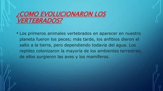 ¿COMO EVOLUCIONARON LOS
VERTEBRADOS?
• Los primeros animales vertebrados en aparecer en nuestro
planeta fueron los peces; más tarde, los anfibios dieron el
salto a la tierra, pero dependiendo todavía del agua. Los
reptiles colonizaron la mayoría de los ambientes terrestres;
de ellos surgieron las aves y los mamíferos.
 