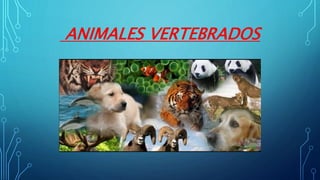 ANIMALES VERTEBRADOS
 
