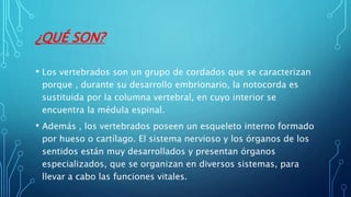 ¿QUÉ SON?
• Los vertebrados son un grupo de cordados que se caracterizan
porque , durante su desarrollo embrionario, la notocorda es
sustituida por la columna vertebral, en cuyo interior se
encuentra la médula espinal.
• Además , los vertebrados poseen un esqueleto interno formado
por hueso o cartílago. El sistema nervioso y los órganos de los
sentidos están muy desarrollados y presentan órganos
especializados, que se organizan en diversos sistemas, para
llevar a cabo las funciones vitales.
 