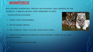 MAMÍFEROS
•
Son animales endotermos. Muchos son terrestres, pero también los hay
acuáticos, y algunos grupos están adaptados al vuelo.
• Características principales
1. Tienen cuatro extremidades.
2. Son de sangre caliente.
3. Son vivíparos: nacen vivos del vientre de la madre.
4. Presencia de glándulas mamarias en las hembras. Cuidan de sus crías
amamantándolas.
5. Su piel está recubierta de pelo.
 
