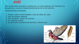AVES
Son vertebrados terrestres endoternos, es decir,capaces de mantener su
temperatura corporal independientemente de la del entorno.
Características principales
1. Tienen cuatro extremidades y dos de ellas son alas.
2. Son de sangre caliente.
3. Son ovíparos: nacen de huevos.
4. La mayoría vuelan.
5. Su piel está recubierta de plumas y tienen pico.
 
