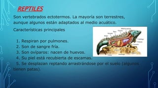 REPTILES
Son vertebrados ectotermos. La mayoría son terrestres,
aunque algunos están adaptados al medio acuático.
Características principales
1. Respiran por pulmones.
2. Son de sangre fría.
3. Son ovíparos: nacen de huevos.
4. Su piel está recubierta de escamas.
5. Se desplazan reptando arrastrándose por el suelo (algunos
tienen patas).
 