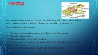 ANFIBIOS
Son vertebrados ectotermos con la piel desnuda. Como su nombre
indica viven en dos medios diferentes: acuático y terrestre.
Características principales
1. Tienen cuatro extremidades y alguno de ellos, cola.
2. Son de sangre fría.
3. Son ovíparos: nacen de huevos.
4. Tienen que vivir cerca del agua. Parte de su vida en el agua y
parte en la tierra.
5. Su piel está desnuda y tiene que estar húmeda.
 