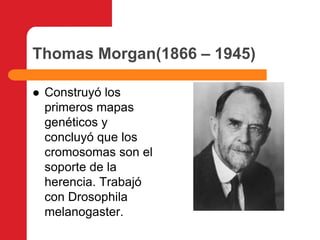 Thomas Morgan(1866 – 1945)Construyó los primeros mapas genéticos y concluyó que los cromosomas son el soporte de la herencia. Trabajó con Drosophila melanogaster.