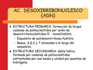 ÁC. DESOXIRRIBONUCLEICO (ADN)ESTRUCTURA PRIMARIA: formación de largas cadenas de polinucleótidos por unión de desoxirribonucleótidos-5´- monofosfato.Esqueleto de polidesoxirribosa-fosfato.Bases, A,G,C y T alineadas a lo largo del esqueleto.ESTRUCTURA SECUNDARIA: doble hélice formada por cadenas de polinucleótidos enfrentadas por sus bases y unidad por puentes de hidrógeno.