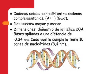 Cadenas unidas por pdH entre cadenas complementarias. (A=T) (GΞC).Dos surcos: mayor y menor.Dimensiones: diámetro de la hélice 20Å. Bases apiladas a una distancia de     0,34 nm. Cada vuelta completa tiene 10 pares de nucleótidos (3,4 nm).