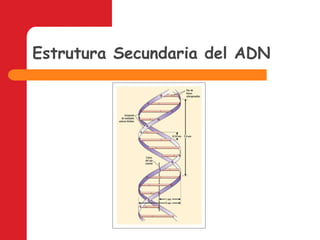 Estrutura Secundaria del ADN