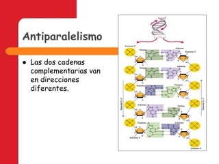AntiparalelismoLas dos cadenas  complementarias van en direcciones diferentes.