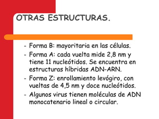 OTRAS ESTRUCTURAS.Forma B: mayoritaria en las células.Forma A: cada vuelta mide 2,8 nm y tiene 11 nucleótidos. Se encuentra en estructuras híbridas ADN-ARN.Forma Z: enrollamiento levógiro, con vueltas de 4,5 nm y doce nucleótidos.Algunos virus tienen moléculas de ADN monocatenario lineal o circular.