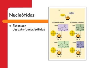 NucleótidosEstos son desoxirribonucleótidos