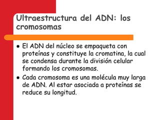 Ultraestructura del ADN: los cromosomasEl ADN del núcleo se empaqueta con proteínas y constituye la cromatina, la cual se condensa durante la división celular formando los cromosomas.Cada cromosoma es una molécula muy larga de ADN. Al estar asociada a proteínas se reduce su longitud.