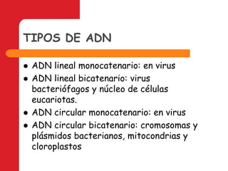 TIPOS DE ADNADN lineal monocatenario: en virusADN lineal bicatenario: virus bacteriófagos y núcleo de células eucariotas.ADN circular monocatenario: en virusADN circular bicatenario: cromosomas y plásmidos bacterianos, mitocondrias y cloroplastos