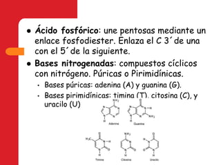 Ácido fosfórico: une pentosas mediante un enlace fosfodiester. Enlaza el C 3´de una con el 5´de la siguiente.Bases nitrogenadas: compuestos cíclicos con nitrógeno. Púricas o Pirimidínicas.Bases púricas: adenina (A) y guanina (G).