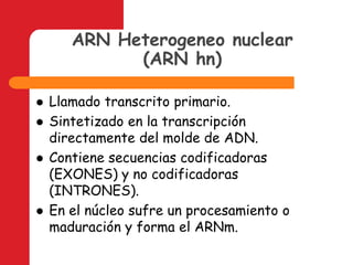 ARN Heterogeneo nuclear (ARN hn)Llamado transcrito primario.Sintetizado en la transcripción directamente del molde de ADN.Contiene secuencias codificadoras (EXONES) y no codificadoras (INTRONES).En el núcleo sufre un procesamiento o maduración y forma el ARNm.