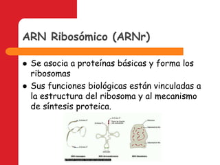 ARN Ribosómico (ARNr)Se asocia a proteínas básicas y forma los ribosomasSus funciones biológicas están vinculadas a la estructura del ribosoma y al mecanismo de síntesis proteica.