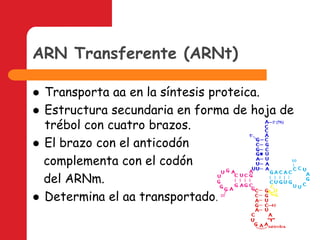 ARN Transferente (ARNt)Transporta aa en la síntesis proteica.Estructura secundaria en forma de hoja de trébol con cuatro brazos.El brazo con el anticodón    complementa con el codón    del ARNm.Determina el aa transportado.