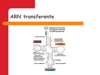 ARN transferente