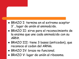BRAZO I: termina en el extremo aceptor 3´, lugar de unión al aminoácido.BRAZO II: sirve para el reconocimiento de la enzima que une cada aminoácido con su ARNt.BRAZO III: tiene 3 bases (anticodon), que reconoce al codon del ARNm.BRAZO IV: brazo no funcional.BRAZO V: lugar de unión al ribosoma.