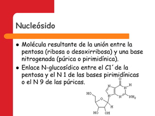 Bases pirimidínicas: timina (T), citosina (C), y uracilo (U)NucleósidoMolécula resultante de la unión entre la pentosa (ribosa o desoxirribosa) y una base nitrogenada (púrica o pirimidínica).Enlace N-glucosídico entre el C1´de la pentosa y el N 1 de las bases pirimidínicas o el N 9 de las púricas.