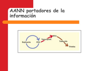 AANN portadores de la información