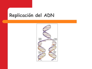Replicación del ADN