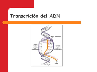 Transcrición del ADN