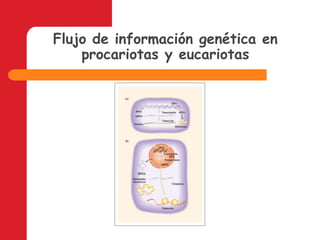 Flujo de información genética en procariotas y eucariotas