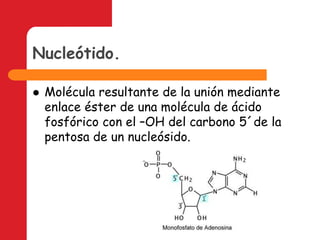 Nucleótido.Molécula resultante de la unión mediante enlace éster de una molécula de ácido fosfórico con el –OH del carbono 5´de la pentosa de un nucleósido.