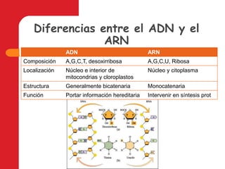 Diferencias entre el ADN y el ARN