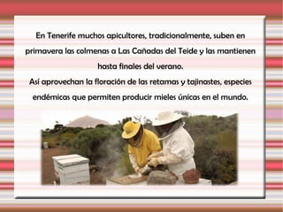 En Tenerife muchos apicultores, tradicionalmente, suben en
primavera las colmenas a Las Cañadas del Teide y las mantienen
                     hasta finales del verano.
 Así aprovechan la floración de las retamas y tajinastes, especies
  endémicas que permiten producir mieles únicas en el mundo.
 