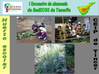 CEIP de Tincer Huerto escolar 