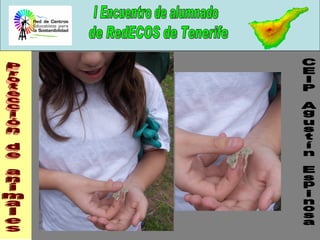 Protección de animales CEIP Agustín Espinosa 