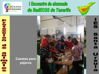 Protección de animales IES Santa Ursula Casetas para pájaros 