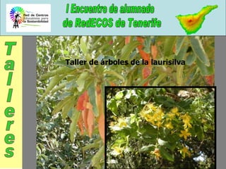 Talleres Taller de árboles de la laurisilva  
