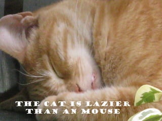 The cat is lazier
than an mouse
 