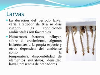 Larvas
 La duración del período larval
varía alrededor de 8 a 10 días
cuando las condiciones
ambientales son favorables.
 Numerosos factores influyen
sobre el crecimiento, algunos
inherentes a la propia especie y
otros dependen del ambiente
como la
temperatura, disponibilidad de
elementos nutritivos, densidad
larval, presencia de predadores.
 
