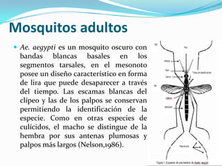 Mosquitos adultos
 Ae. aegypti es un mosquito oscuro con
bandas blancas basales en los
segmentos tarsales, en el mesonoto
posee un diseño característico en forma
de lira que puede desaparecer a través
del tiempo. Las escamas blancas del
clípeo y las de los palpos se conservan
permitiendo la identificación de la
especie. Como en otras especies de
culícidos, el macho se distingue de la
hembra por sus antenas plumosas y
palpos más largos (Nelson,1986).
 