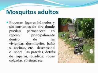 Mosquitos adultos
 Procuran lugares húmedos y
sin corrientes de aire donde
puedan permanecer en
reposo, principalmente
dentro de las
viviendas, dormitorios, baño
s, cocinas, etc., descansand
o sobre las paredes, detrás
de roperos, cuadros, ropas
colgadas, cortinas, etc.
 