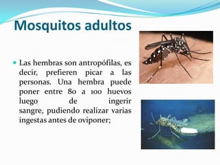Mosquitos adultos
 Las hembras son antropófilas, es
decir, prefieren picar a las
personas. Una hembra puede
poner entre 80 a 100 huevos
luego de ingerir
sangre, pudiendo realizar varias
ingestas antes de oviponer;
 