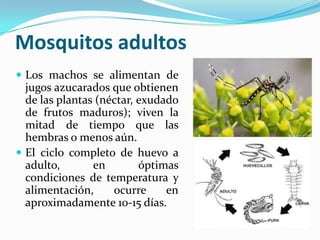Mosquitos adultos
 Los machos se alimentan de
jugos azucarados que obtienen
de las plantas (néctar, exudado
de frutos maduros); viven la
mitad de tiempo que las
hembras o menos aún.
 El ciclo completo de huevo a
adulto, en óptimas
condiciones de temperatura y
alimentación, ocurre en
aproximadamente 10-15 días.
 