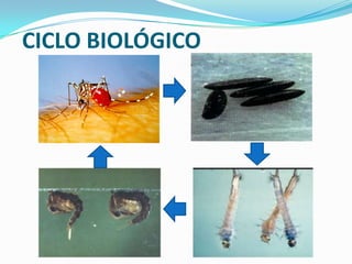 CICLO BIOLÓGICO
 
